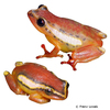 Hyperolius mitchelli Mitchell's Reed Frog