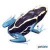 Dendrobates tinctorius 'Mont Matoury' Mont Matoury Dyeing Poison Frog