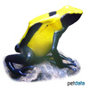 Dendrobates tinctorius 'Citronella' Citronella Dyeing Poison Frog