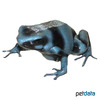 Dendrobates auratus 'Calobre' Calobre-Golden Dart Frog