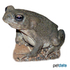 Sclerophrys regularis Common African Toad