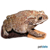 Duttaphrynus melanostictus Asian Common Toad