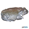 Incilius alvarius Sonoran Desert Toad
