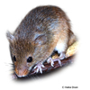 Micromys minutus Eurasian Harvest Mouse
