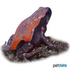 Phrynomantis microps West African Rubber Frog