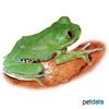 Leptopelis brevirostris Cameroon Forest Tree Frog