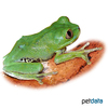 Leptopelis brevirostris Cameroon Forest Treefrog
