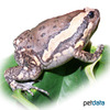 Kaloula pulchra Banded Bullfrog
