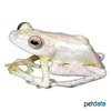 Hyperolius tuberilinguis Tinker Reed Frog