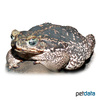 Rhinella diptycha Rococo Toad