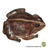 Occidozyga lima Java Frog