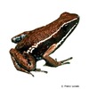 Ameerega altamazonica Tarapoto Poison Frog