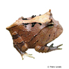 Ceratophrys aurita Brazilian Horned Frog