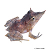 Cornufer guentheri Solomon Island Leaf Frog