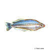 Melanotaenia pygmaea Pygmy Rainbowfish