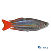 Melanotaenia papuae Papuan Rainbowfish