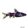 Akysis hendricksoni Hendrickson's Catfish