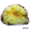 Radianthus crispa 'Yellow' Leathery Sea Anemone