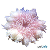 Radianthus crispa 'White' Leathery Sea Anemone