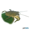 Aegla platensis Cockroach Crayfish