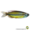 Phenacogrammus aurantiacus Blue Eyed Congo Tetra