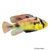 Haplochromis aeneocolor 'Yellow Belly' Yellow Belly Albert