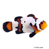 Amphiprion ocellaris 'Black Ice' Black Ice Clownfish