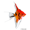 Pterophyllum scalare var. Red King Angelfish