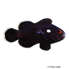 Amphiprion ocellaris 'Domino' Domino Ocellaris Clownfish