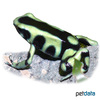 Dendrobates auratus 'Caribe' Caribe-Golden Dart Frog