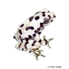 Rhacophorus annamensis Annam Flying Frog