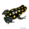 Ranitomeya vanzolinii Brazilian Poison Frog
