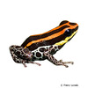 Ranitomeya uakarii Uakari Poison Frog