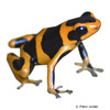 Ranitomeya summersi Summers’ Poison Frog