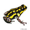 Ranitomeya flavovittata Peruvian Poison Dart Frog