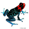 Ranitomeya benedicta Blessed Poison Frog