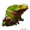 Phyllomedusa bicolor Bicoloured Treefrog