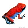 Oophaga sp. 'Escudo' Escudo Poison Dart Frog