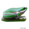 Litoria fallax Eastern Dwarf Treefrog
