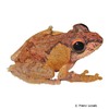 Kurixalus appendiculatus Frilled Treefrog