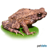Ingerophrynus parvus Lesser Malacca Toad