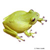 Hyla gratiosa Barking Tree Frog