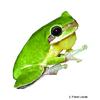 Hyla chinensis Common Chinese Tree Frog