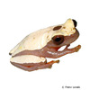 Dendropsophus triangulum Triangle Tree Frog