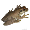 Trachycephalus typhonius Veined Tree Frog