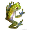 Hyalinobatrachium valerioi La Palma Glass Frog
