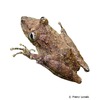 Scinax boulengeri Boulenger's Snouted Treefrog