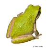 Pseudacris regilla Northern Pacific Treefrog