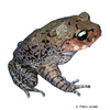 Leptobrachium boringii Emei Moustache Toad