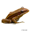 Indosylvirana aurantiaca Boulenger's Golden-backed Frog